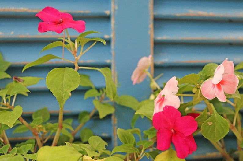 Wood shutter planter - J.L.HOME DECOR